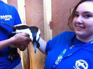 photo-1 Sophomore Nikki Cronen enjoys educating the public on the lives of the penguins, especially Rudy.