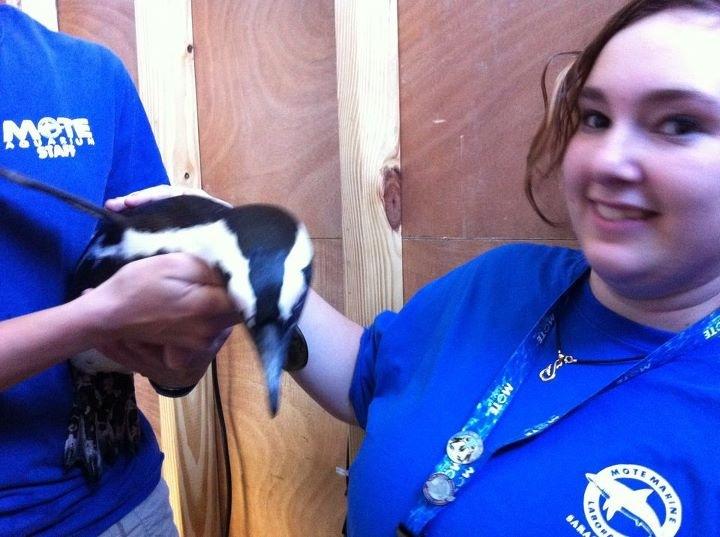 Sophomore Nikki Cronen enjoys educating the public on the lives of the penguins, especially Rudy. 