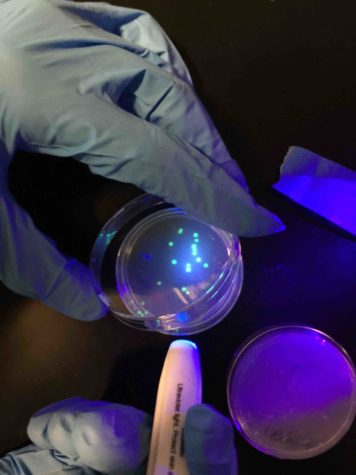 Toilet plume ejects several bacteria one of which might be E. Coli.