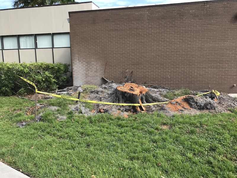 Hurricane Irma took down a tree near the intermediate school.