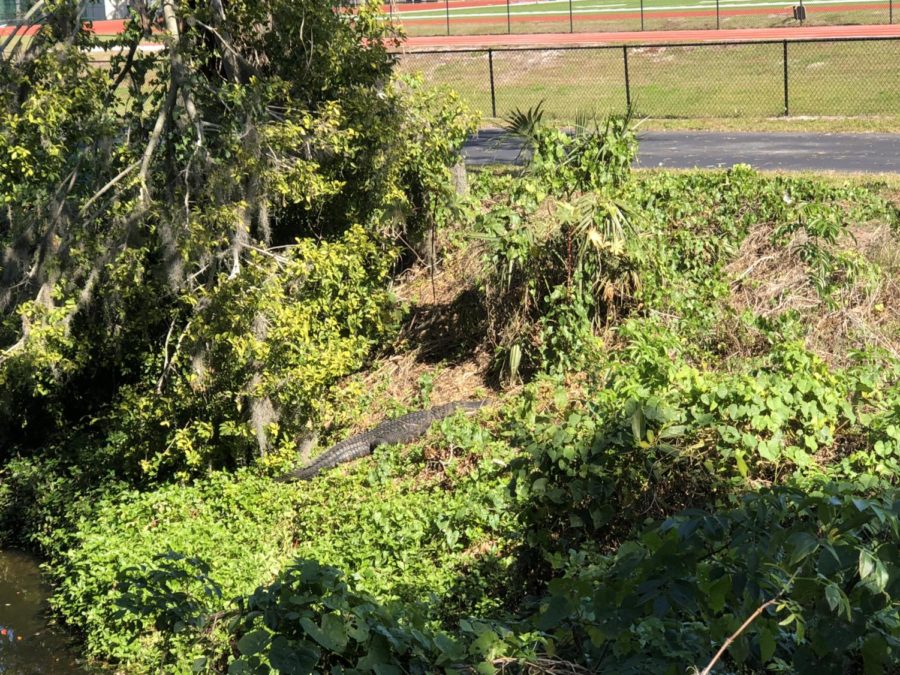 Photo of the Day: Alex the Alligator visits campus