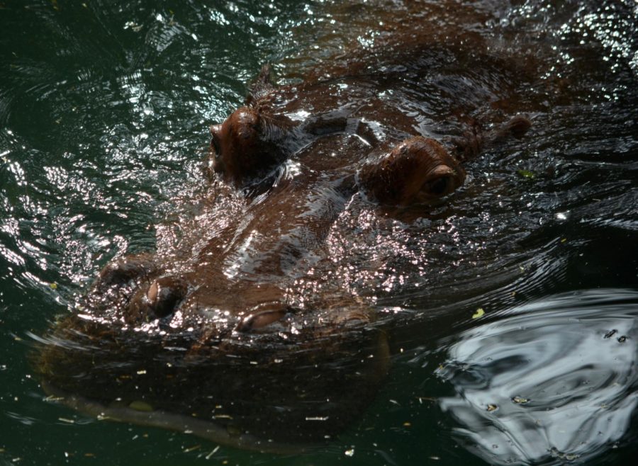 A lurking hippopotamus photographed on Camerons trip to Disneys Animal Kingdom.