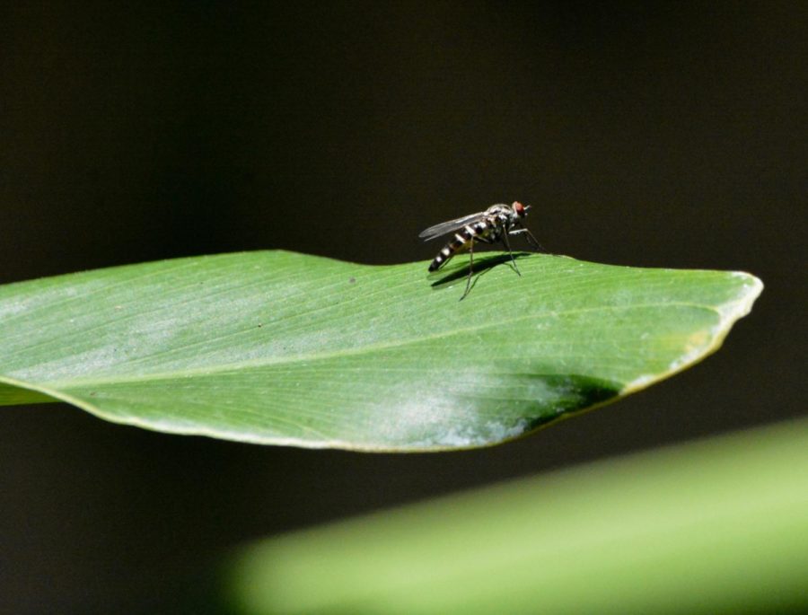 An up close of a mosquito shows how detailed this little creature is.