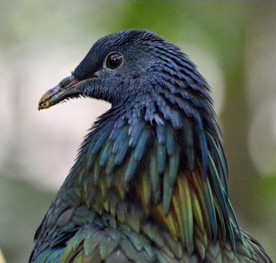 This amazing bird is the Nicobar Pigeon, the closest living relative to the Dodo Bird.