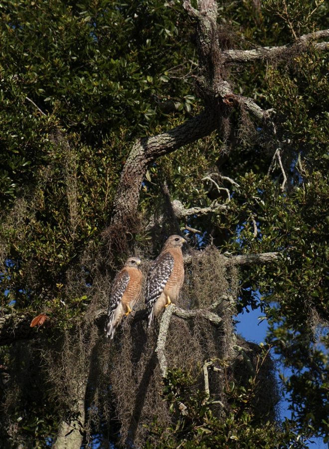 The Red-Shouldered Hawk of the US library