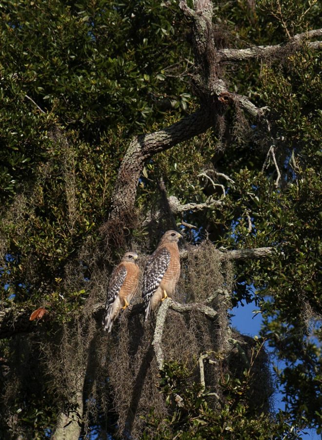 The+Red-Shouldered+Hawk+of+the+US+library