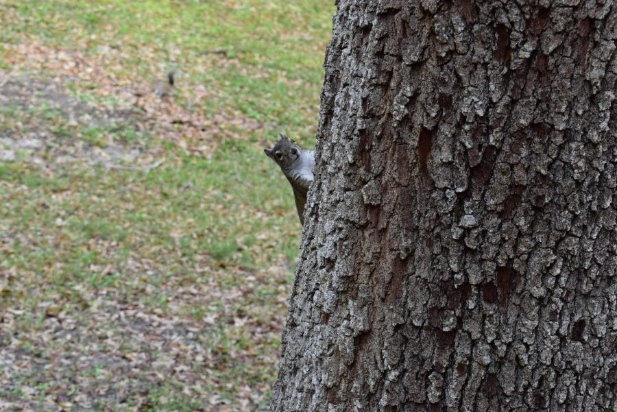 The squirrels of the lunch loggia