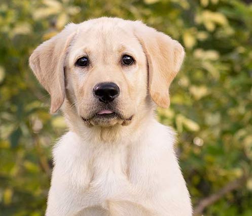 The campus dog of our near-future?