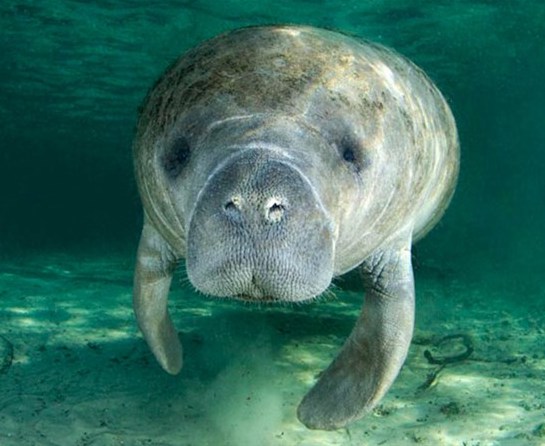 The manatees of the McLewis Bayou