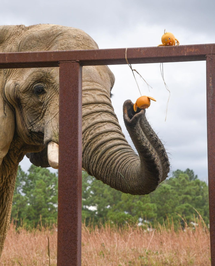 African elephant playing with its toy 