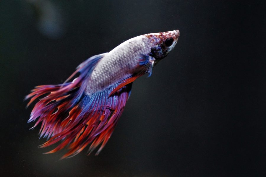 A Warrior Asian betta fish posing for a photo in their tank.